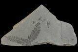 Pennsylvanian Fossil Fern (Neuropteris) Plate - Kentucky #142439-1